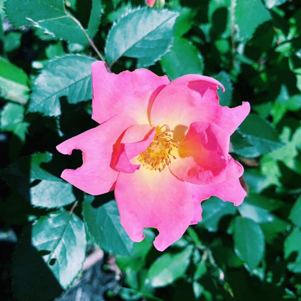 Meet your Posher, Lauren & abbey